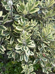 Metrosideros kermadecensis