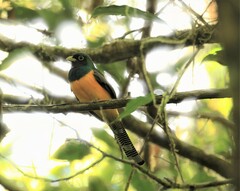 Trogon rufus