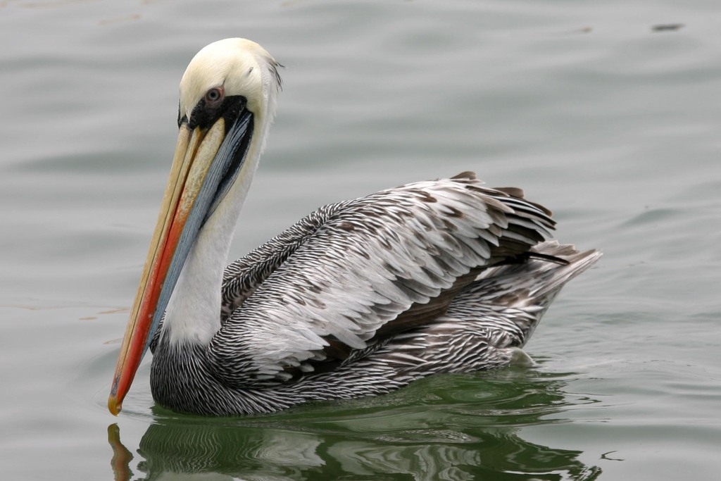 Peruvian Pelican (Pelecanus thagus) photo