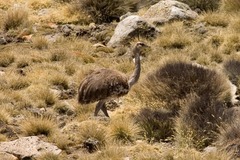 Rhea pennata