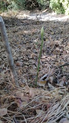 Brachystele unilateralis