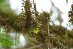Erycina pumilio