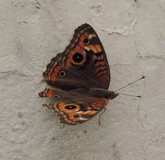 Junonia evarete