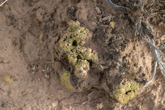 Acarospora schleicheri