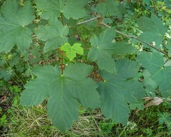 Acer pseudoplatanus