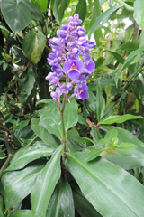 Dichorisandra thyrsiflora