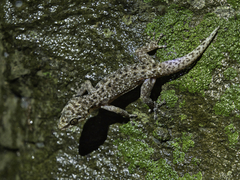 Phyllodactylus tuberculosus