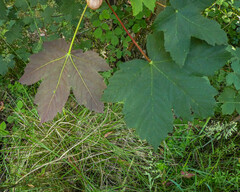 Acer pseudoplatanus