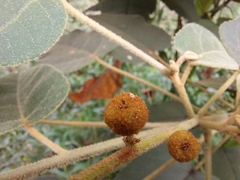 Croton