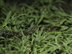 Trimorphodon quadruplex