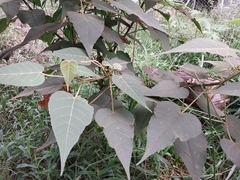 Croton