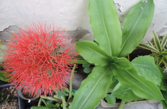 Scadoxus multiflorus