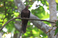 Macropygia tenuirostris