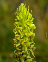 Habenaria parviflora