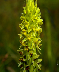 Habenaria parviflora