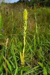 Habenaria parviflora