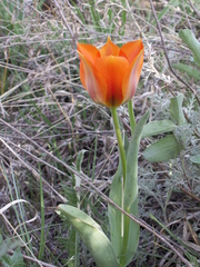 Tulipa greigii