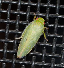 Gyponana