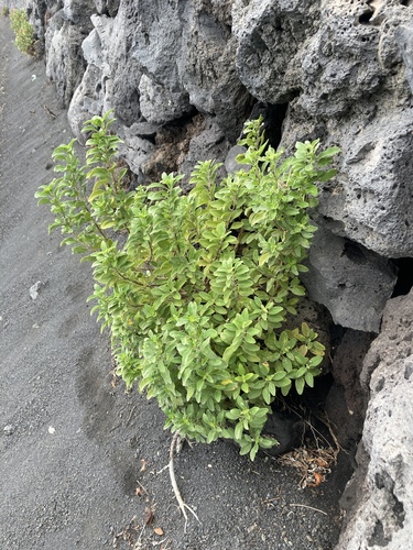 Bystropogon origanifolius var. palmensis image