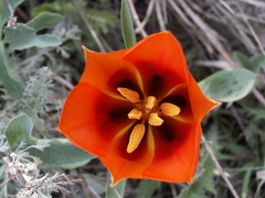Tulipa greigii