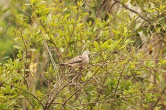 Columbina cruziana