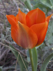 Tulipa greigii