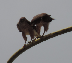 Rupornis magnirostris