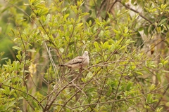 Columbina cruziana