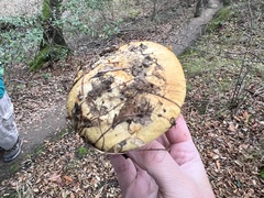 Tricholoma dryophilum