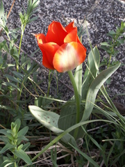 Tulipa greigii