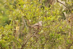 Columbina cruziana