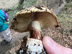 Tricholoma dryophilum