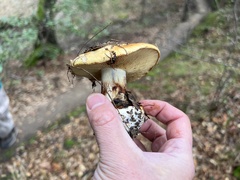 Tricholoma dryophilum