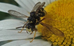 Cerceris rybyensis