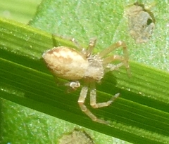 Philodromus rufus