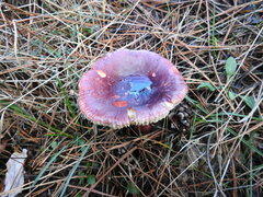 Russula queletii