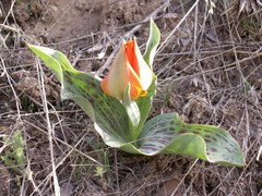 Tulipa greigii