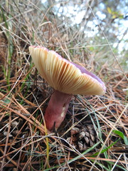 Russula queletii