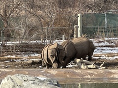 Rhinocerotidae