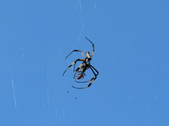 Trichonephila senegalensis