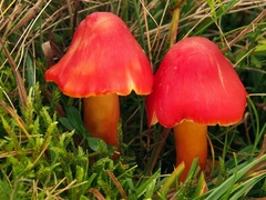 Hygrocybe splendidissima
