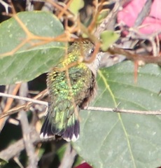 Selasphorus platycercus