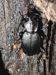 Licinus