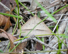 Epidesmia hypenaria