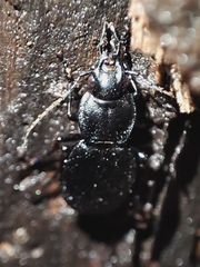 Licinus