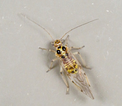Teliapsocus conterminus