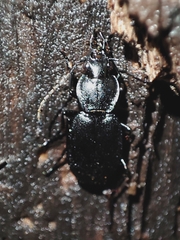Licinus