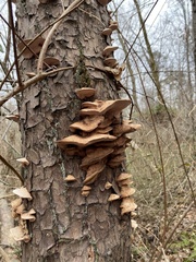 Ischnoderma resinosum