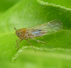 Delphacidae