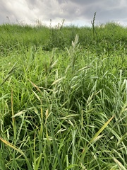 Bromus catharticus